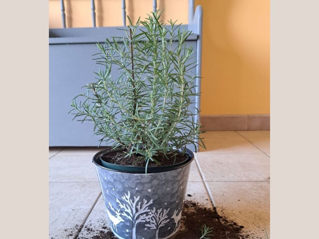 A rosemary plant that has been pruned into a cone shape in a metal container sitting inside on a tile kitchen floor. There is dirt and rosemary clippings around the base of the pot.