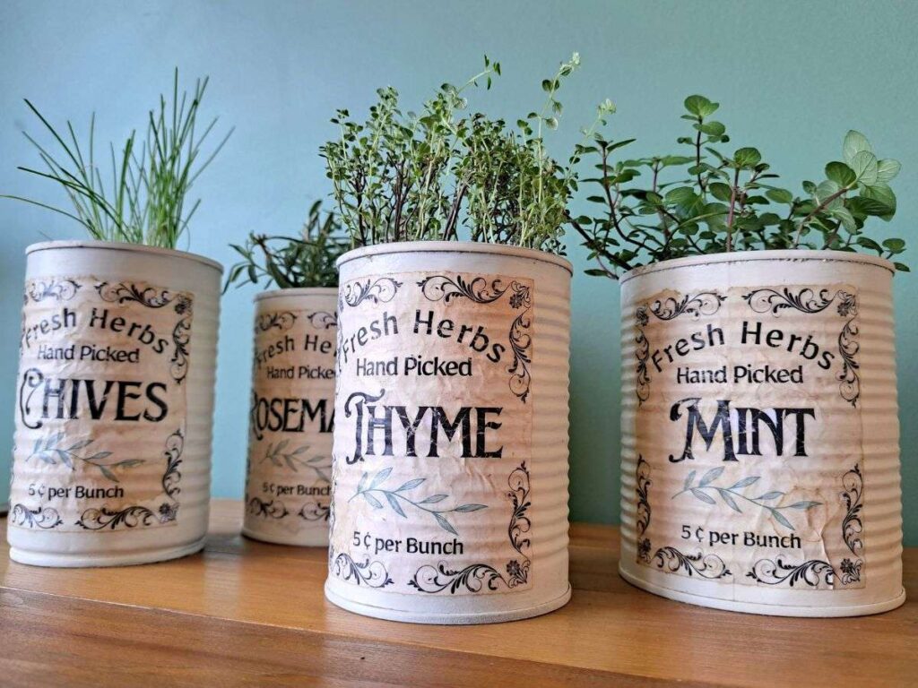 Four tin can planters with herbs growing in them sitting on a wooden counter.