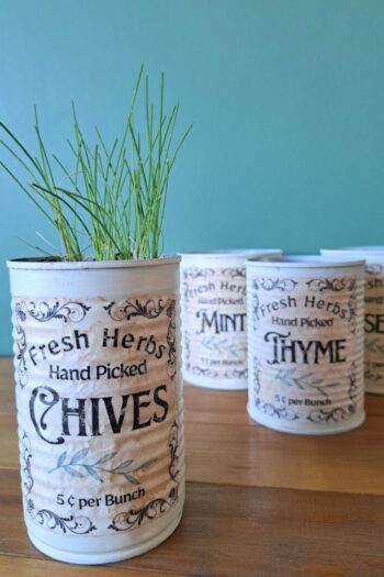 Chives growing in a tin can herb planter. Other planters are in the background.