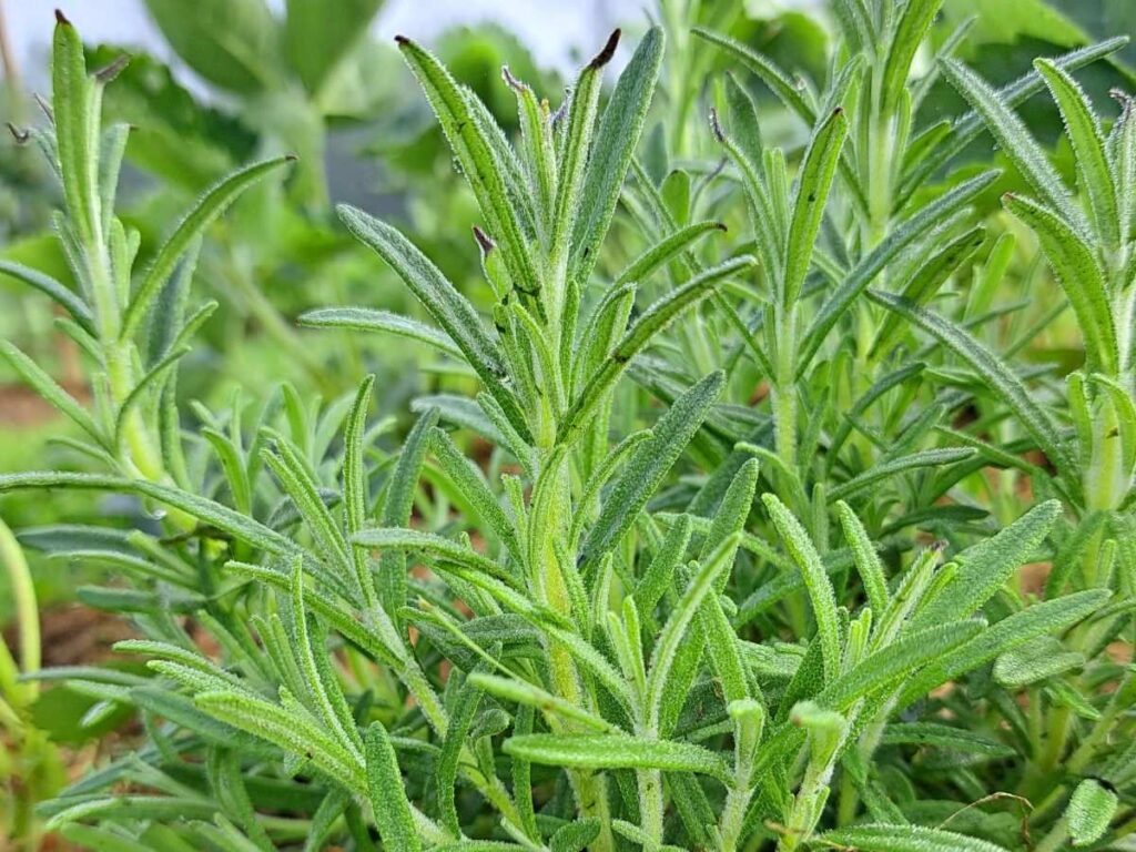 A close up image of rosemary growing in the garden.