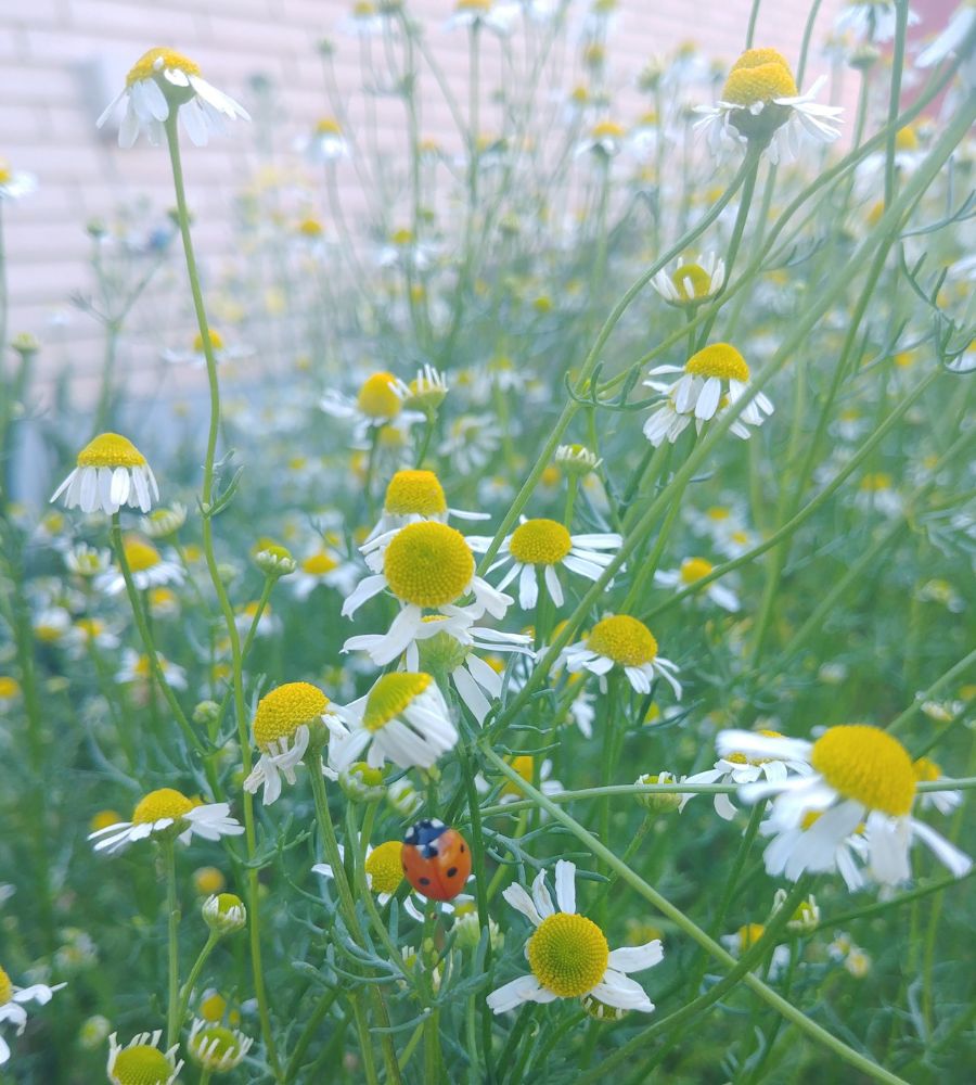 A ladybug sitting on some chamomile flowers growing outside.
