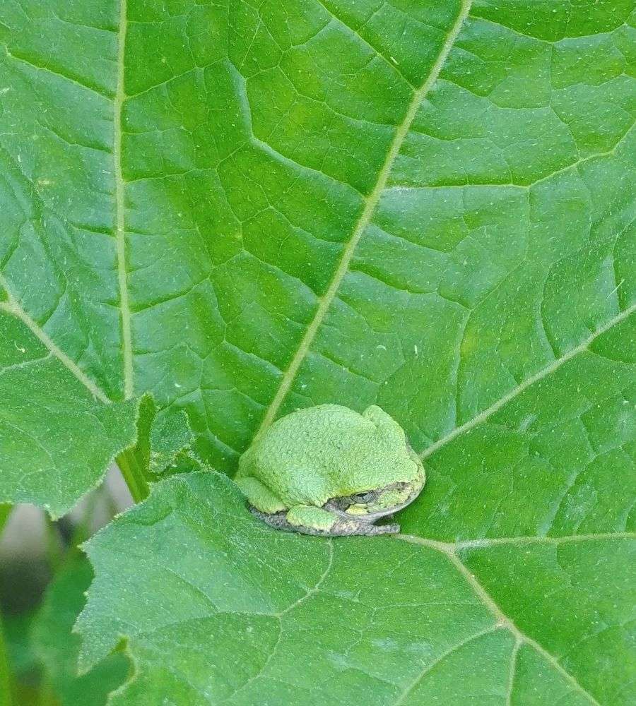 A close up of a tree frog nestled in the center of a large zucchini leaf.
