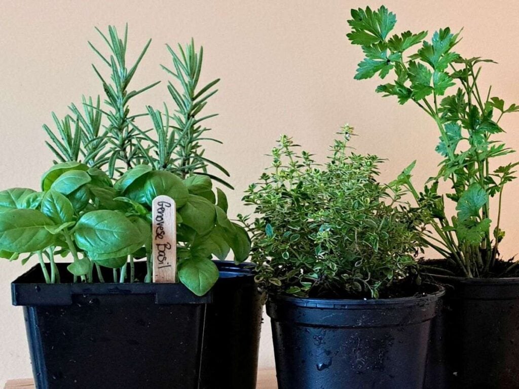 Four small pots of herbs growing indoors on a kitchen counter.