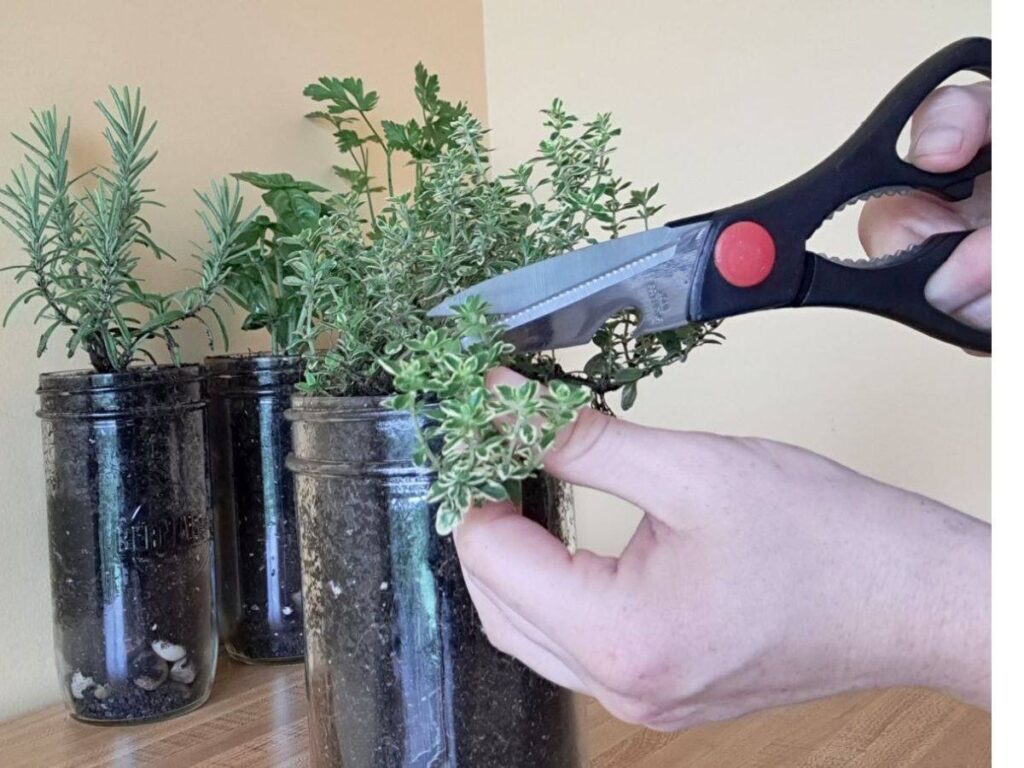 A hand with scissors harvesting thyme that is growing indoors in the kitchen.