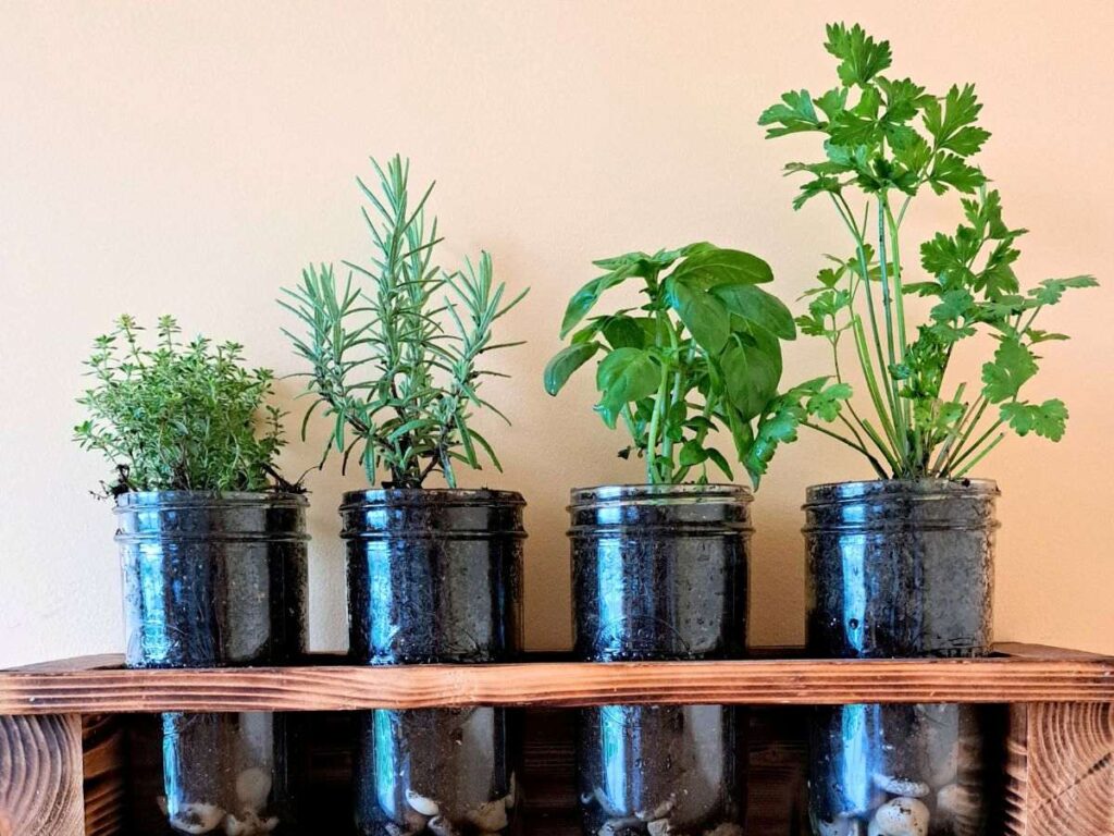 Close up of herbs growing in mason jars on the kitchen counter.