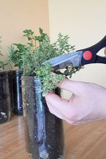 Harvesting thyme in a glass jar in the kitchen.