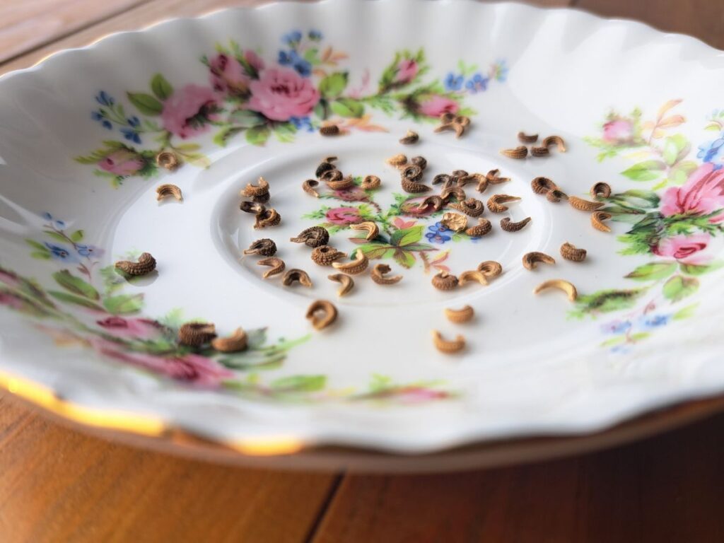 Calendula seeds on an antique floral plate.