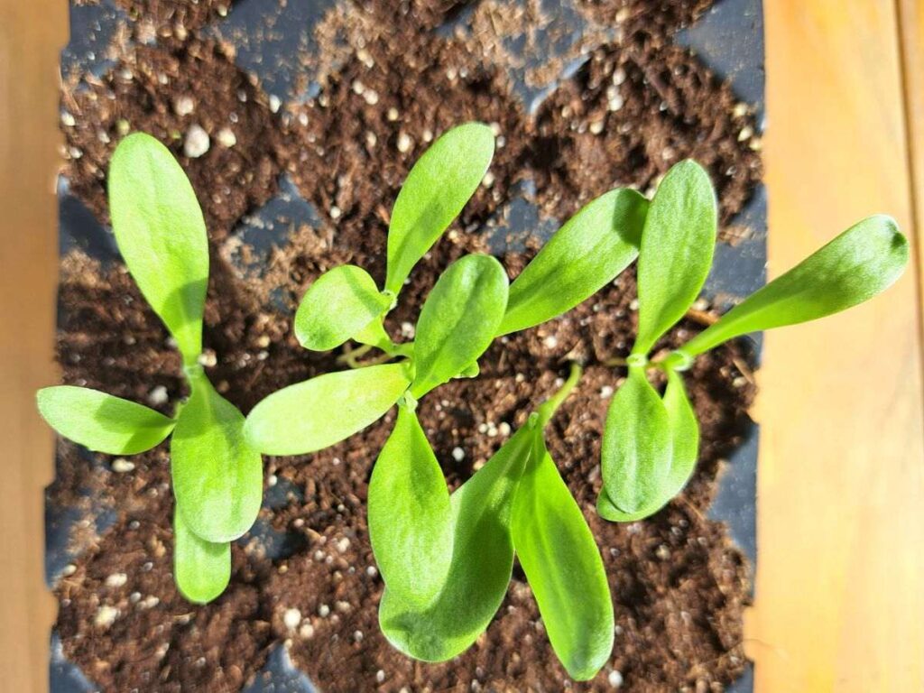 Growing calendula from seeds indoors. You can see calendula sprouts coming out of the soil.