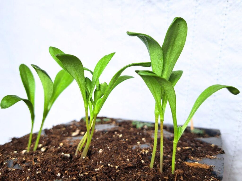 Calendula sprouts growing from seeds in the house.