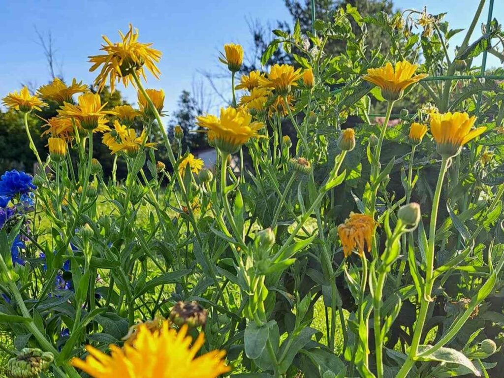 A flowering calendula plant growing out in the garden.
