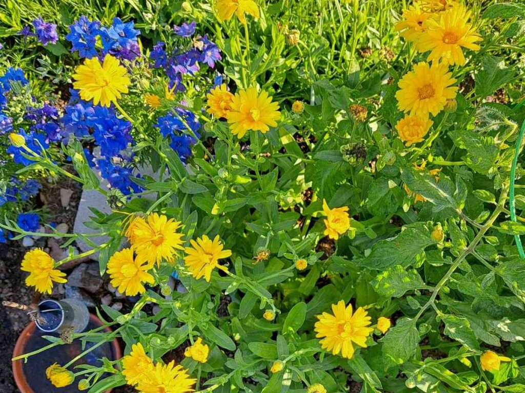Mature calendula plant flowering and growing in the herb garden.