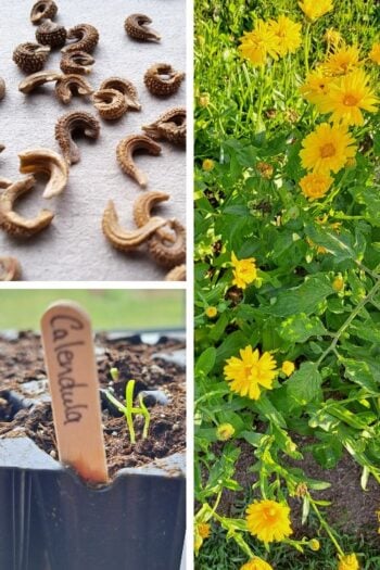 Three images showing calendula seeds, calendula sprouts, and a mature flowering calendula plant.