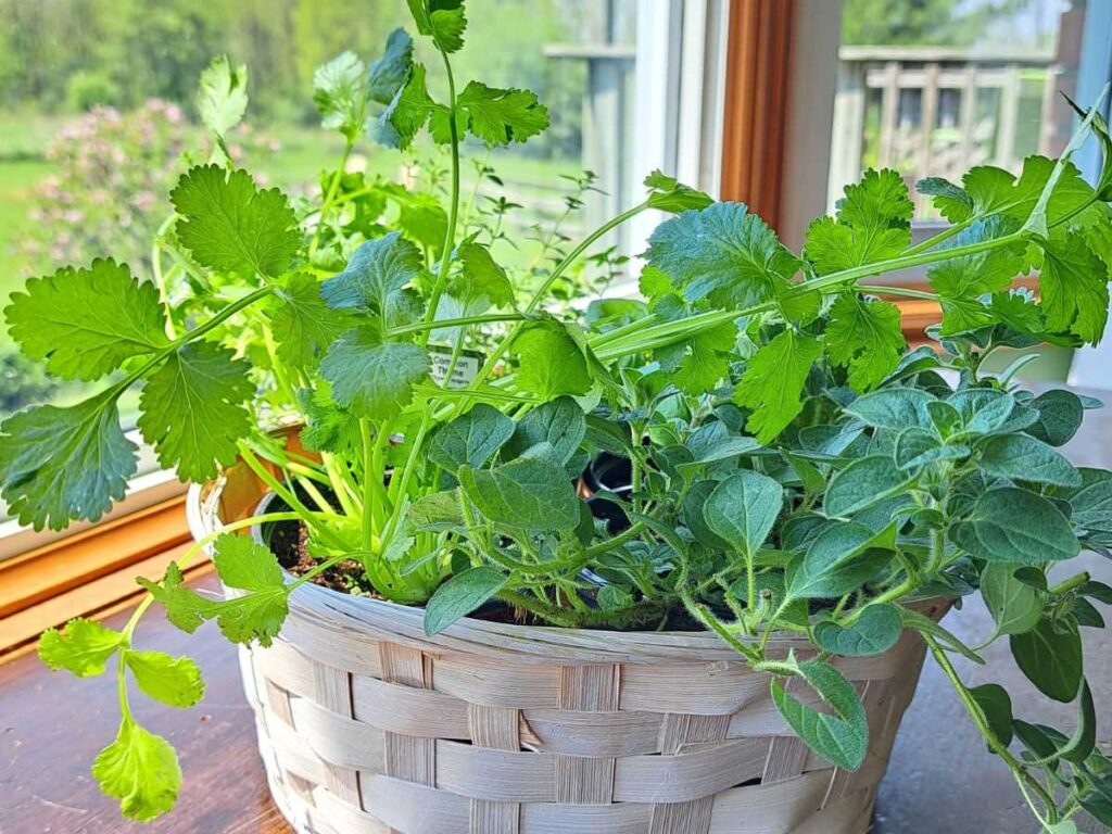 A close up of herbs growing indoors in a wicker basket on a wooden table by the window.