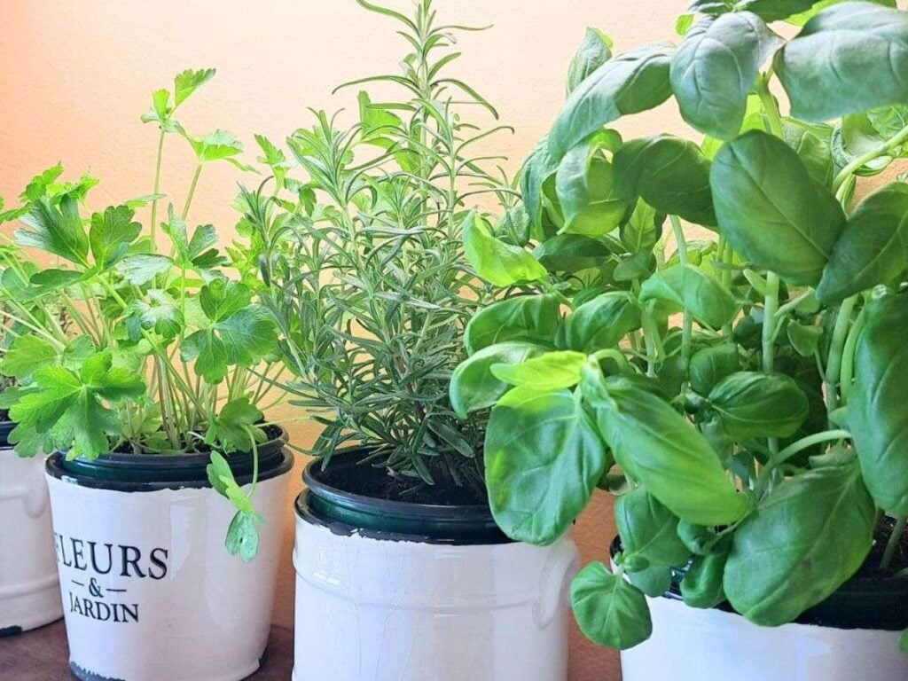 Healthy indoor herbs growing in the kitchen in white glazed pots.