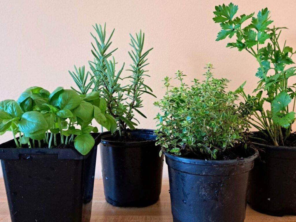 A selection of herbs for an indoor herb garden sitting on a kitchen counter in black nursery pots.