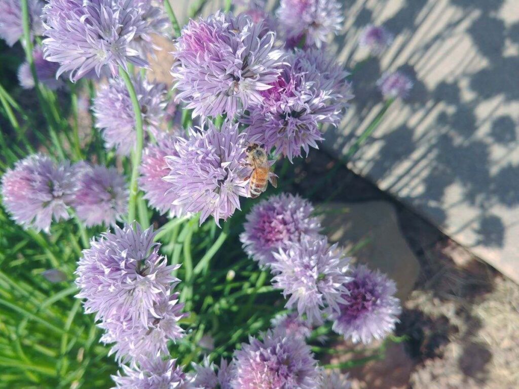 A close up of a honey bee on some purple chive flowers.