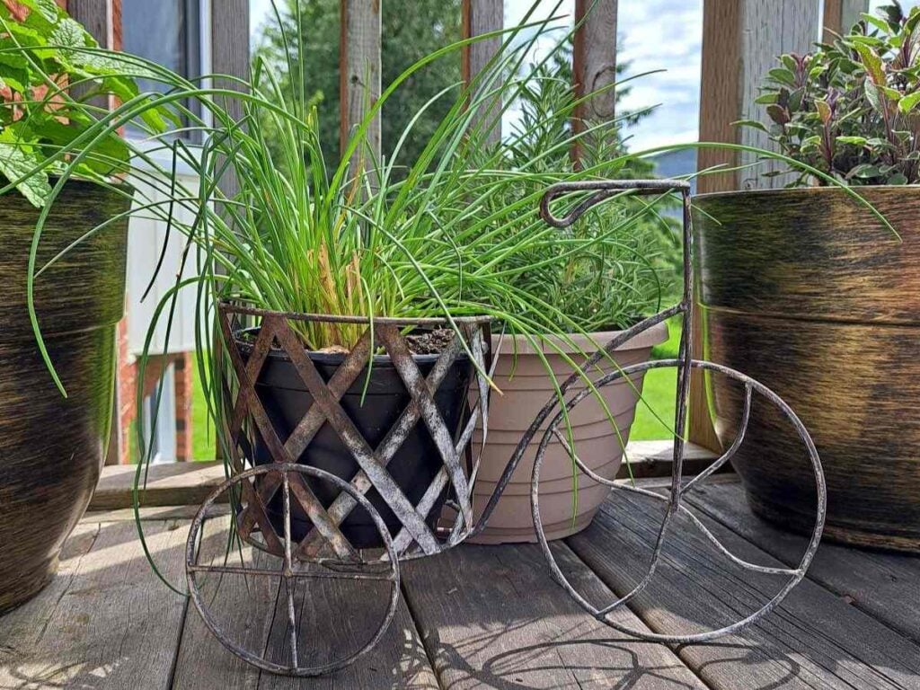 Mature chive plant growing in a pot as part of a balcony herb garden.