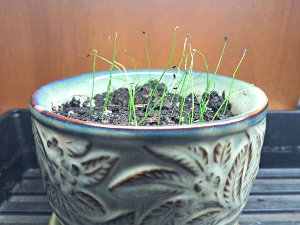 Chive seedlings that have newly sprouted in a pot.