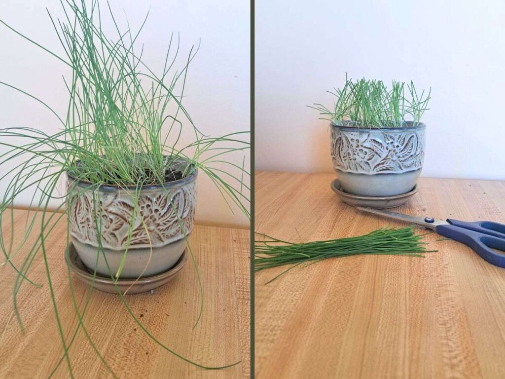 Two images showing overgrown chives in a pot. The next photo shows them harvested.