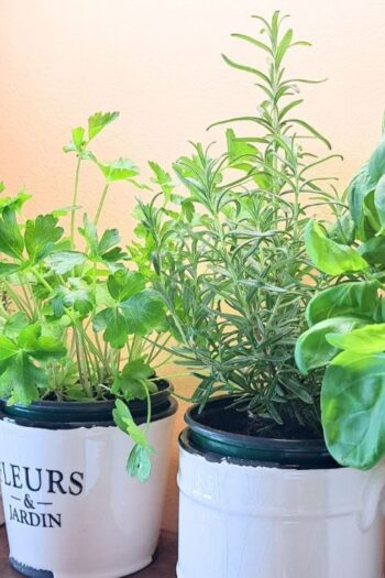 Growing herbs indoors in white ceramic pots.