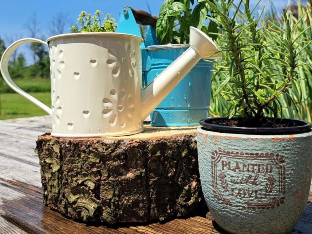 A small white watering can and a couple pots of herbs beside it.