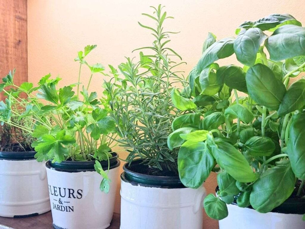 Close up of herbs growing in white ceramic pots on the kitchen counter.