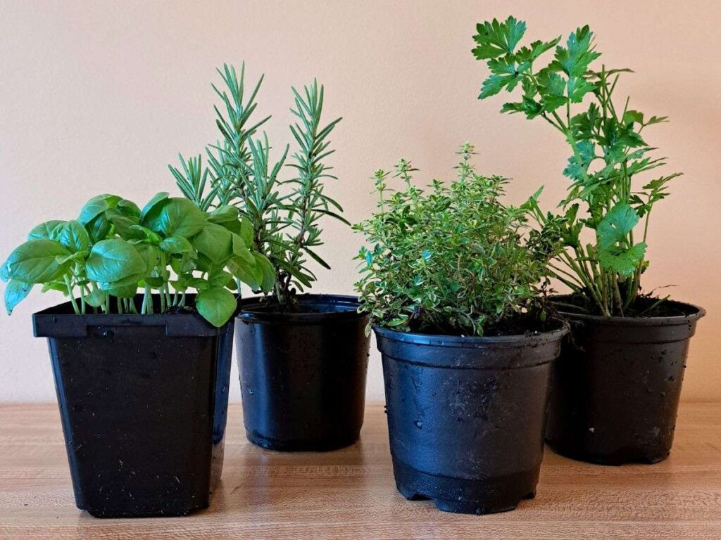 Four different herbs growing in black nursery pots on the kitchen counter.