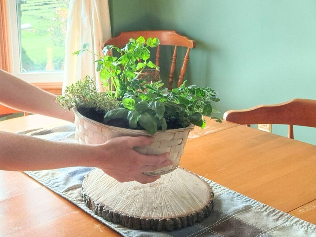 Someone placing a small indoor herb garden on the kitchen table.