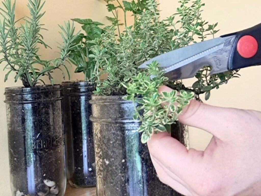 Close up of a someone harvesting a thyme plant from a mason jar in a kitchen.