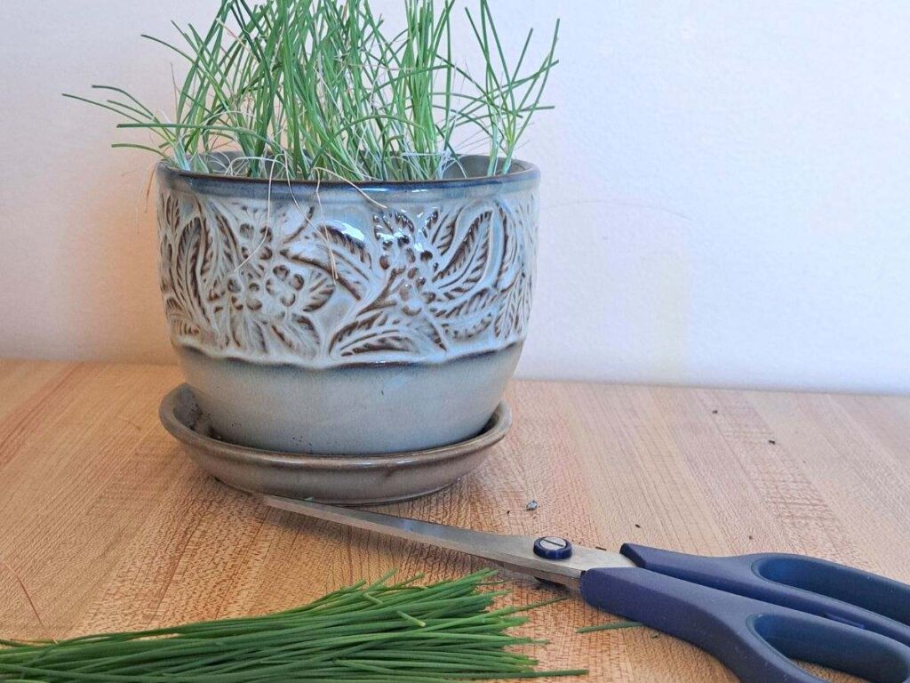 Chives growing in a pot in the kitchen with scissors and harvested leaves on the counter beside them.