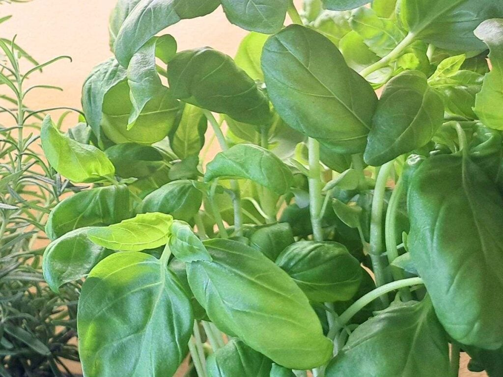 A close up of basil leaves growing inside.