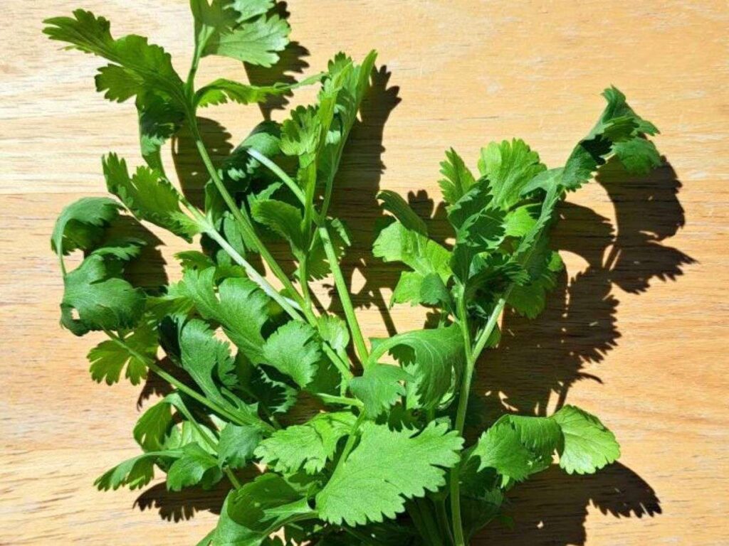 A close up of cilantro leaves with a wooden surface behind them.