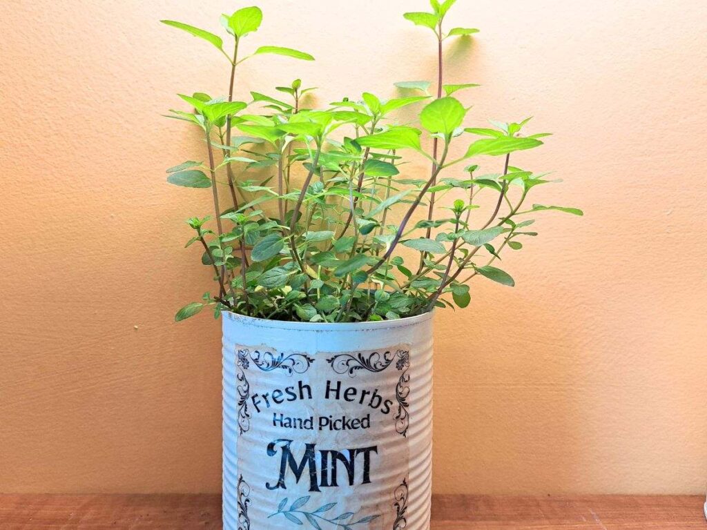 Mint growing indoors in a tin can planter.