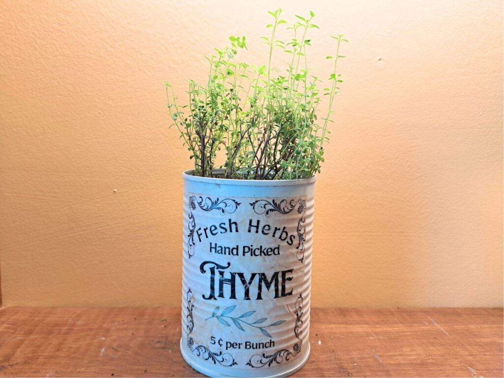 Thyme growing in the kitchen in a tin planter.