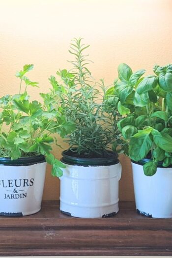Three pots of herbs growing on a shelf in the kitchen.