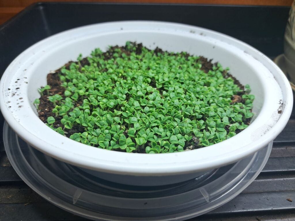 Basil microgreens growing in a takeout container with some seed starting mix.