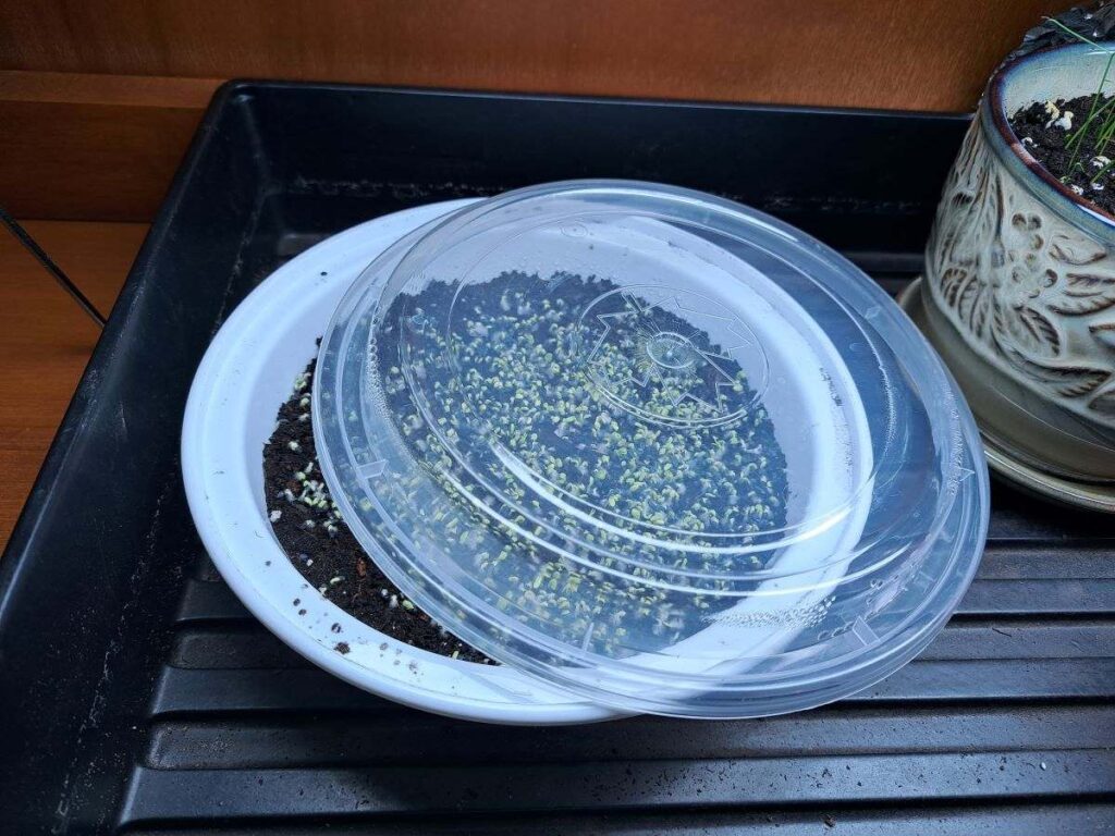Take out container with basil microgreens growing inside.
