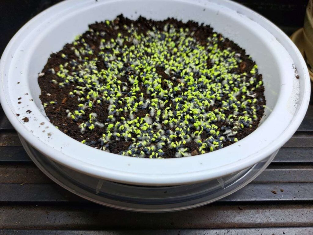Basil microgreens sprouting in a recycled container.
