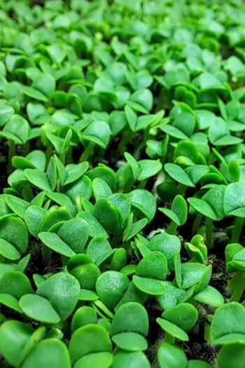 A close up of basil microgreens sprouting out of the soil.