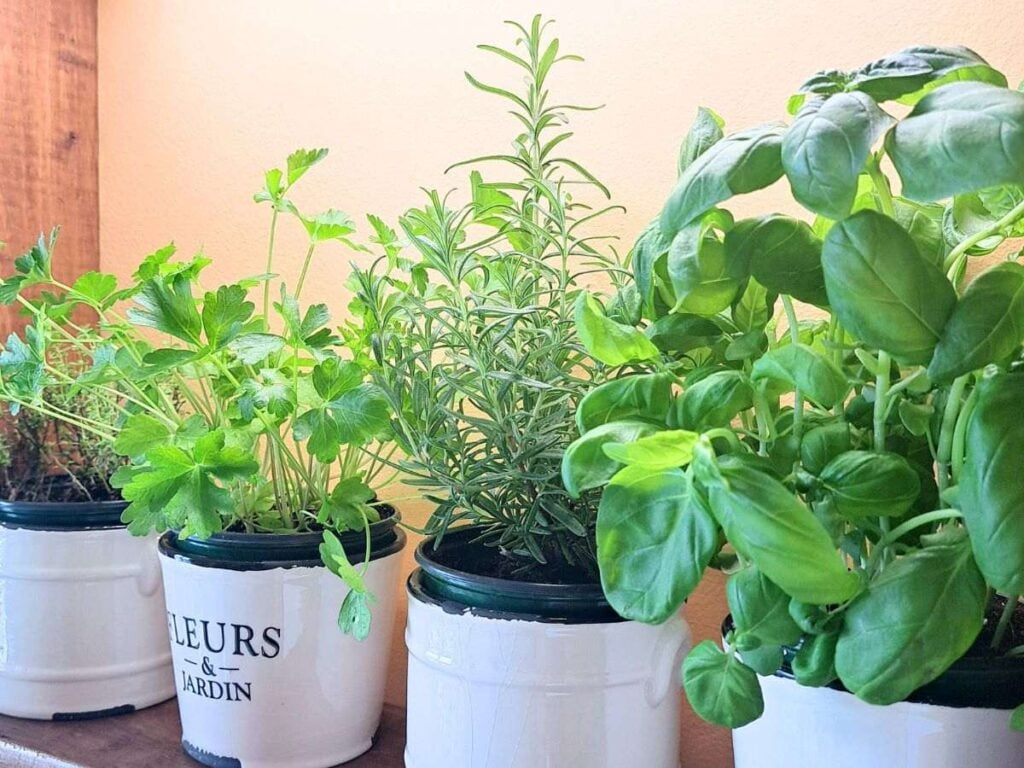 Four small pots of herbs growing indoors on a kitchen counter.
