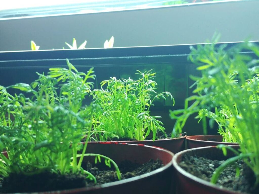 Close up of chamomile growing under grow lights indoors.