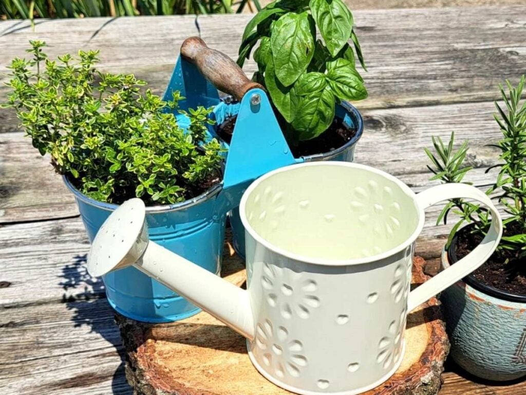 A small thyme and basil plant in a blue pot getting water from a watering can.