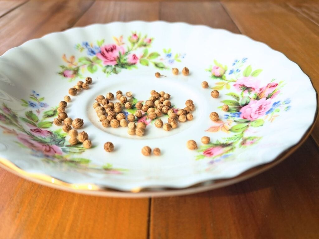 Cilantro seeds siting on an antique floral plate.