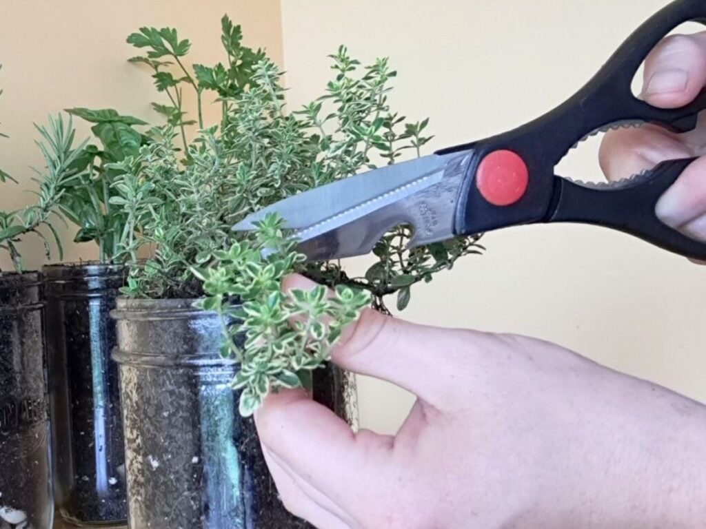 Close up of a someone harvesting a thyme plant from a mason jar in a kitchen.