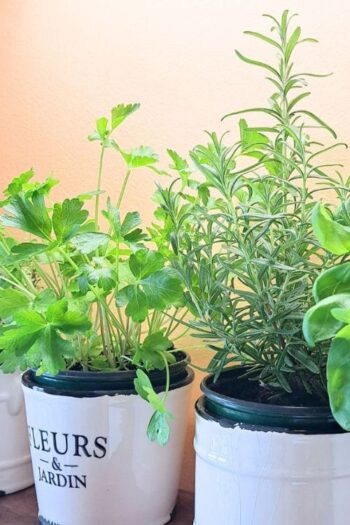 Pots of herbs growing in the kitchen.
