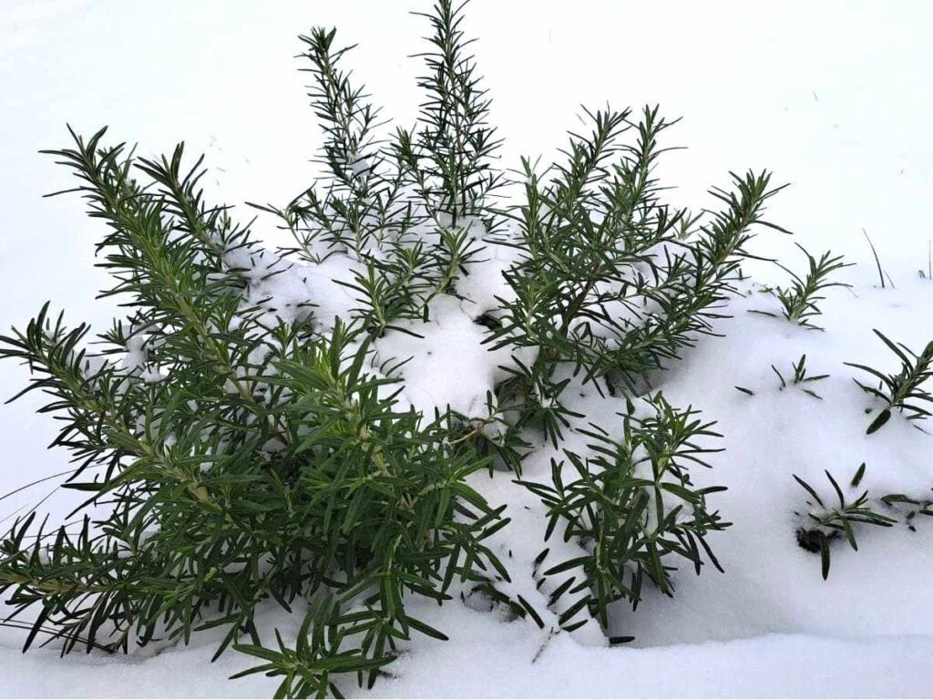 Rosemary plant covered in snow.