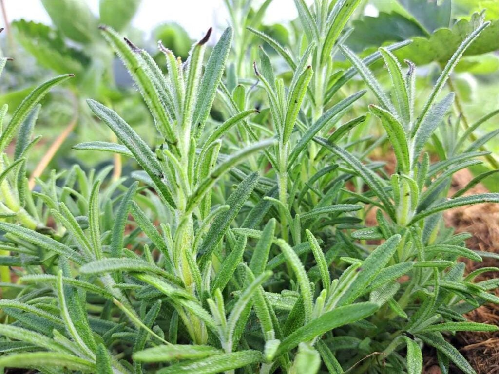 Healthy rosemary plant with green leaves.