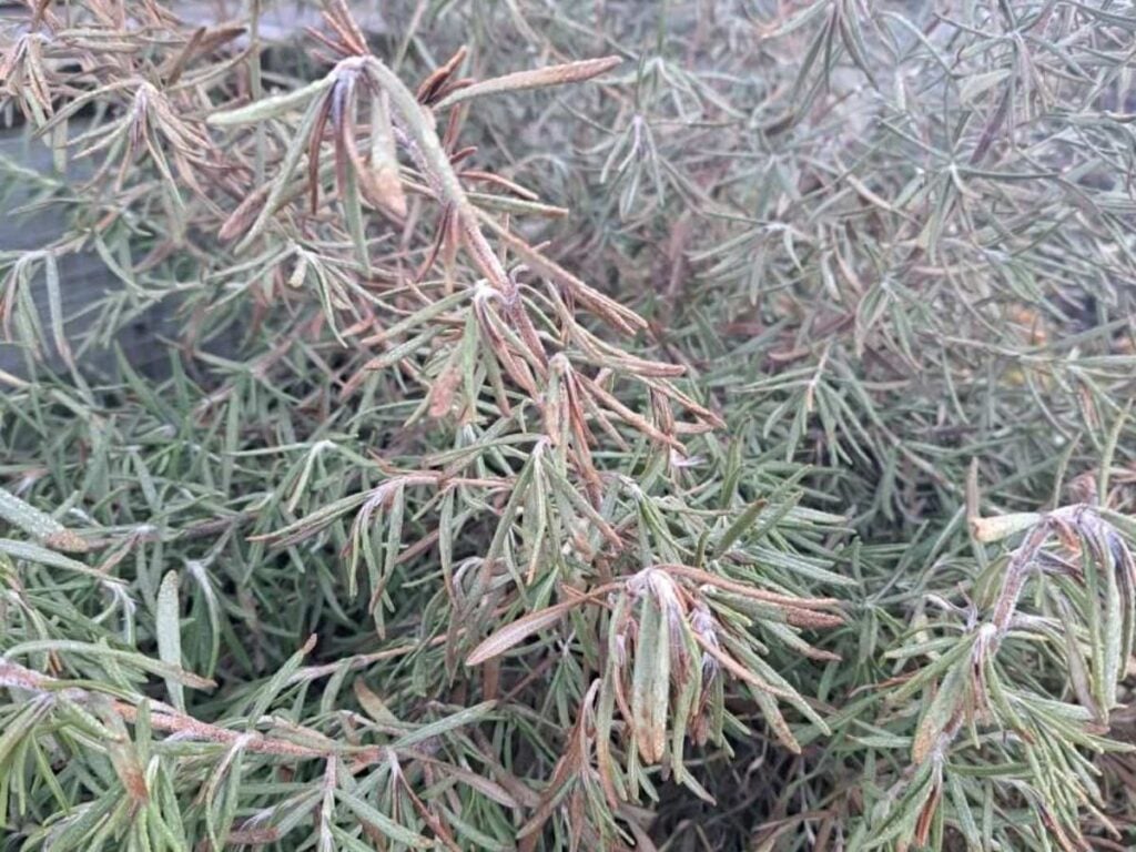 Rosemary turning brown in the herb garden.