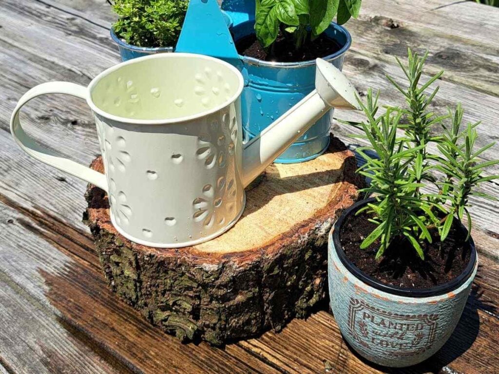 A potted rosemary, basil, and thyme sitting next to a little white watering can.