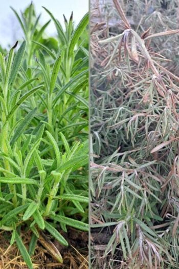 Two images side by side with one healthy rosemary and one brown rosemary plant.